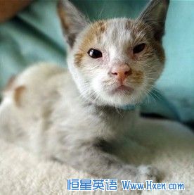 �Ϻ�Сè����δ��δ��͵�ɵ�����