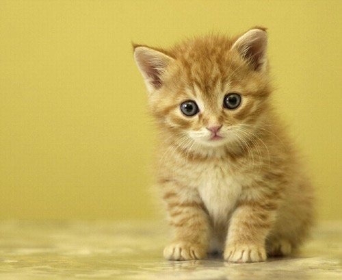 һֻè��������ѧ