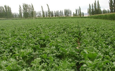 �ļ�6�󳬼�ʳ��