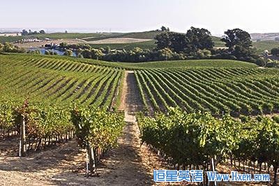 Chinese Invest in French Vineyards