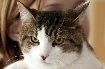 èʺ��������������ɱ