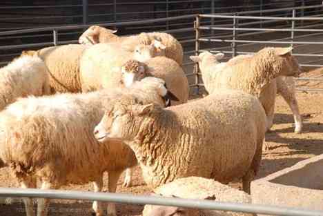 �Ϸ�ũ��Ϊ�����������ֻ�