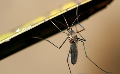 Ϊʲô����ҧ�Ҳ�ҧ��