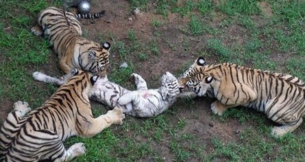 ɽ������԰���ݻ���ʳ�� ���ϻ��ײ�ҧ���׻�