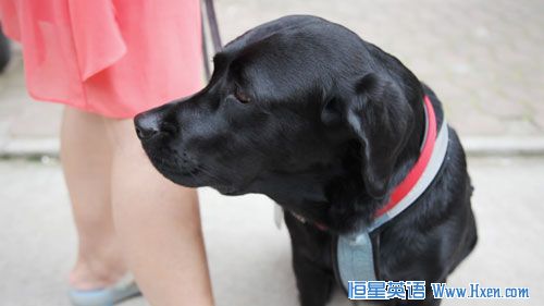 With Guide Dogs, a Better Life for the Blind