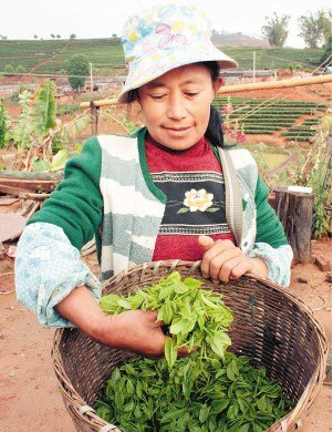 �ճɲ��ѵ���ȫ���Ҷ�۸����