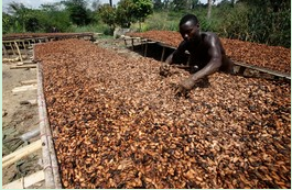 �ɿ����ǽ���ʳƷ