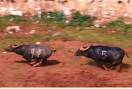 �����������صľ���ЧӦ