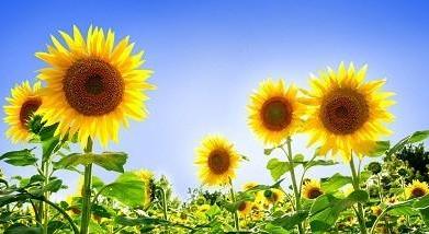 �ƽ���������ܣ��������������Ŷ��а���