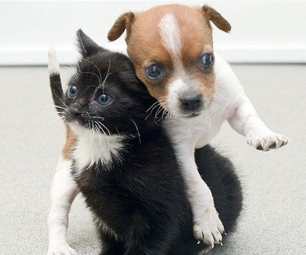 �������������˵���������