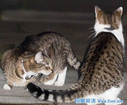 ������10�ű�����è��ս�����ฮһɽ���ݶ�����