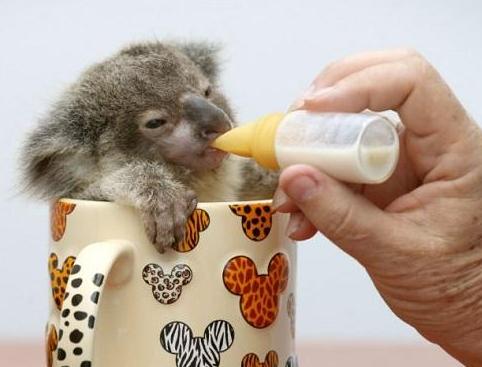 ��������С����:ס�ڱ������������