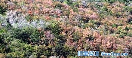 ��ľ���ڸɺ��ı���