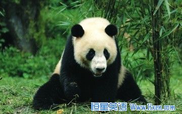 Singapore Luxurious Residence for Pandas