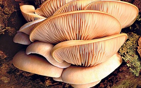 Ӣ���˰���Ģ�� һ��Ե�12���