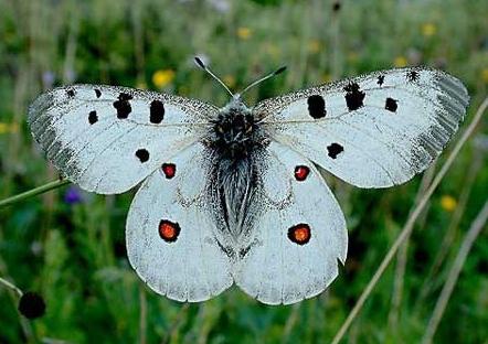 �㵽��Ը�⻨�������ȥ���Լ���ǰ����?