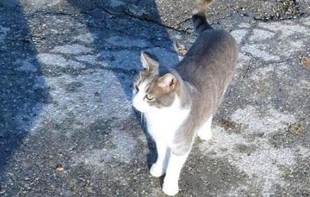 ���ҳ�������:�����è��ÿ���ȥ������ɨĹ