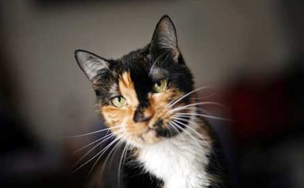 ��èͽ��200Ӣ�ﷵ���ߺ�����