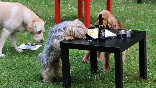 ����ҵ����ר���������õ�ơ��