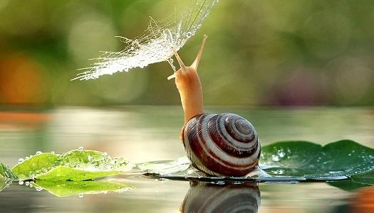 ��ͼ˲��:����ɡ�����С��ţ