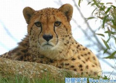 经济学人下载:进化和表皮色彩