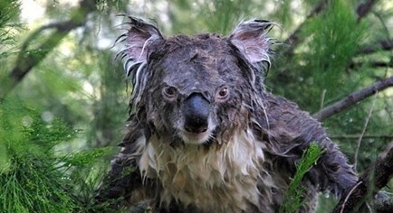 С��������˯������ˮ������ �ɰ���̬�ȷ�����