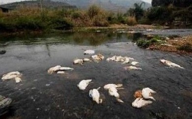 �Ĵ���ɽ�ӵ���ǧֻ��Ѽ�������²ۺ����Ź���������Ѽ��