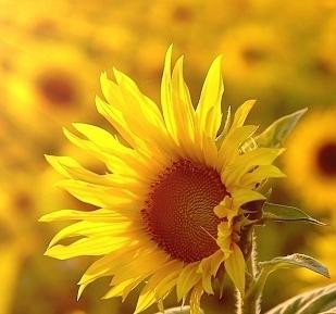 �������ڿ�ˡ,�÷���ʱ�ͷ���