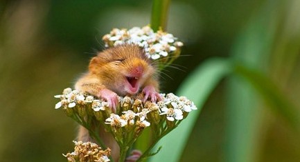 ��ů���������飺���Ż�֦΢Ц����˯��