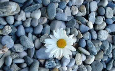 �����������ֲ᣺���ֿ��������5��С����