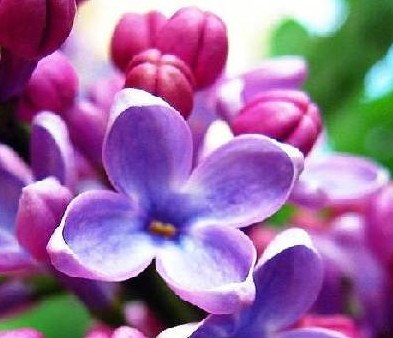 �϶���Ļ���