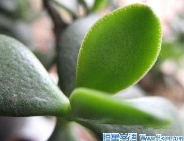 经济学人下载:植物机器人 落地生根