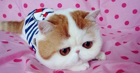 最可爱!萌猫红小胖Snoopy爆红网络