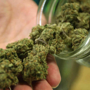 超过半数美国民众支持大麻合法化