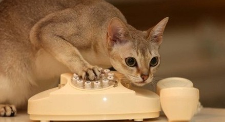 Ӣ��Сè�󲦵绰���� �������Ŷ���