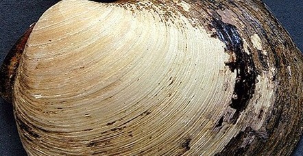 失误!世界最老生物被科学家弄死了