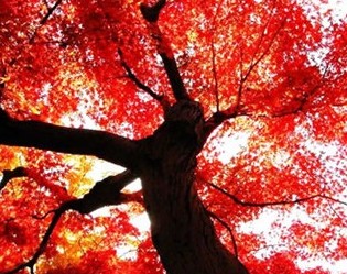 жڿthank, appreciategratefulĲͬ÷