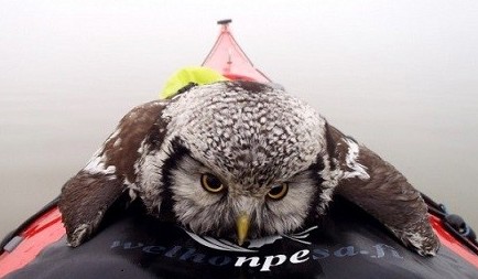 猫头鹰落冰湖 幸运获救搭顺风船