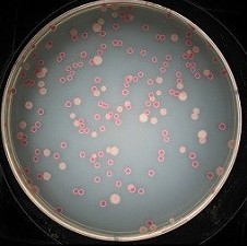 ��������������ģǹ���¼�