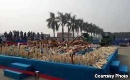 Hong Kong to Destroy 30 Tons of Ivory