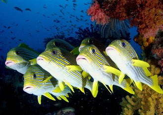 经济学人下载:海洋生物学 气味与识别