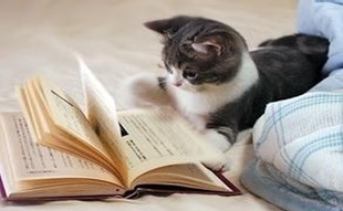 Ӣ�������ʻ����֮�������뷨