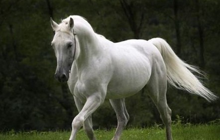 ����һ��Ҫ֪����horse ����