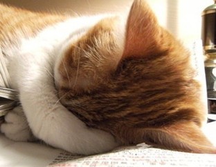 Ӣ�������ʻ����֮��ĸ�����뷨