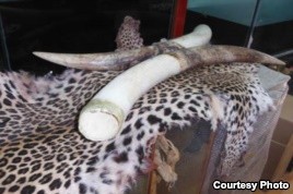 Illegal Ivory Trade Found in Burma Town