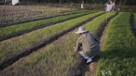 In Thailands North, Support for Ruling Party Remains Strong