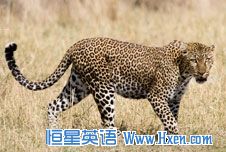 ǽ<a href=http://www.hxen.com target=_blank class=infotextkey>Ӣ</a>