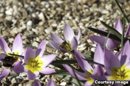 Honeybees Might be Spreading Disease to Wild Bumblebees