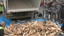 US, World Act to Save Elephants