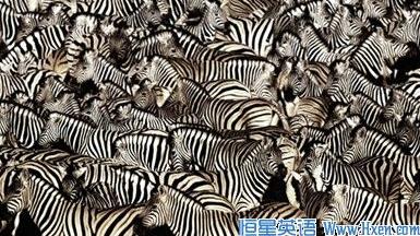 经济学人下载:为啥斑马身上是条纹
